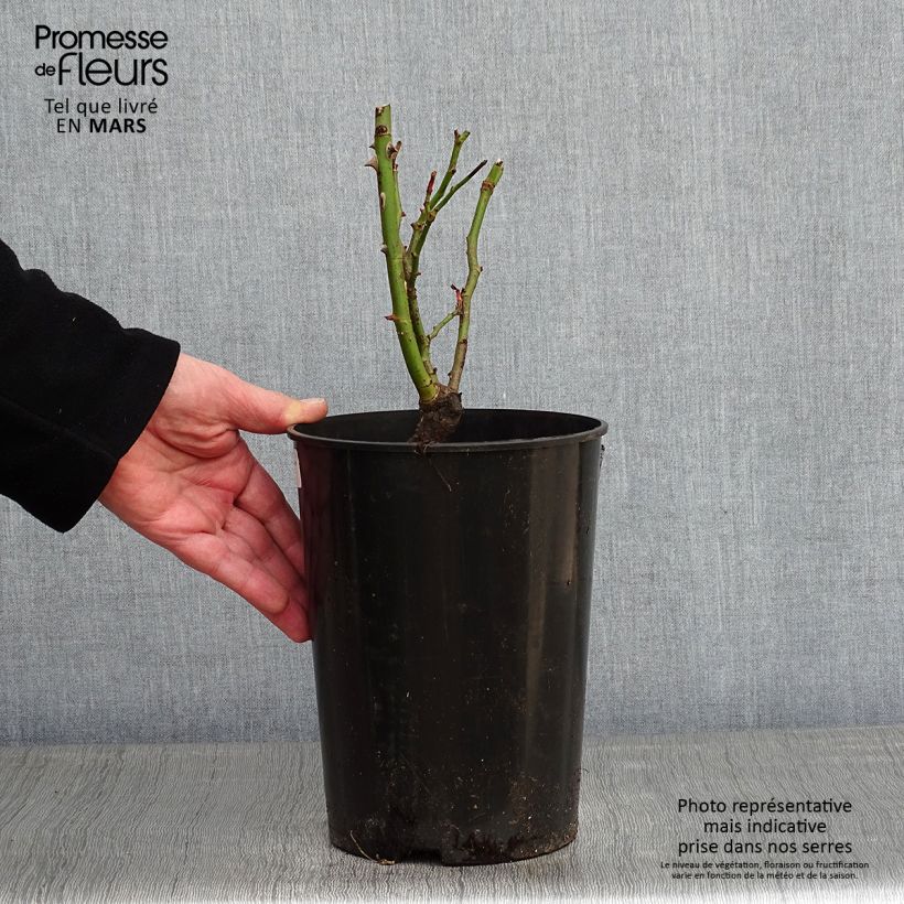 Example of Rosa Pink Eden Rose - Klimroos Pot van 4 l/5 l as you get in hiver