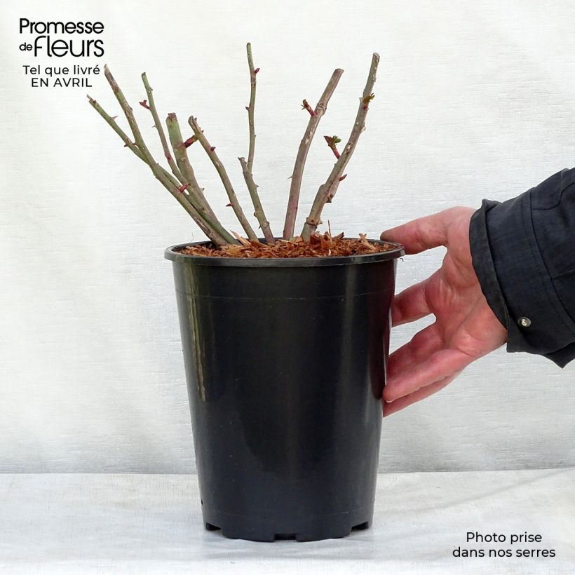 Example of Rosier grimpant Easy Fashion Pot van 4 l/5 l as you get in printemps