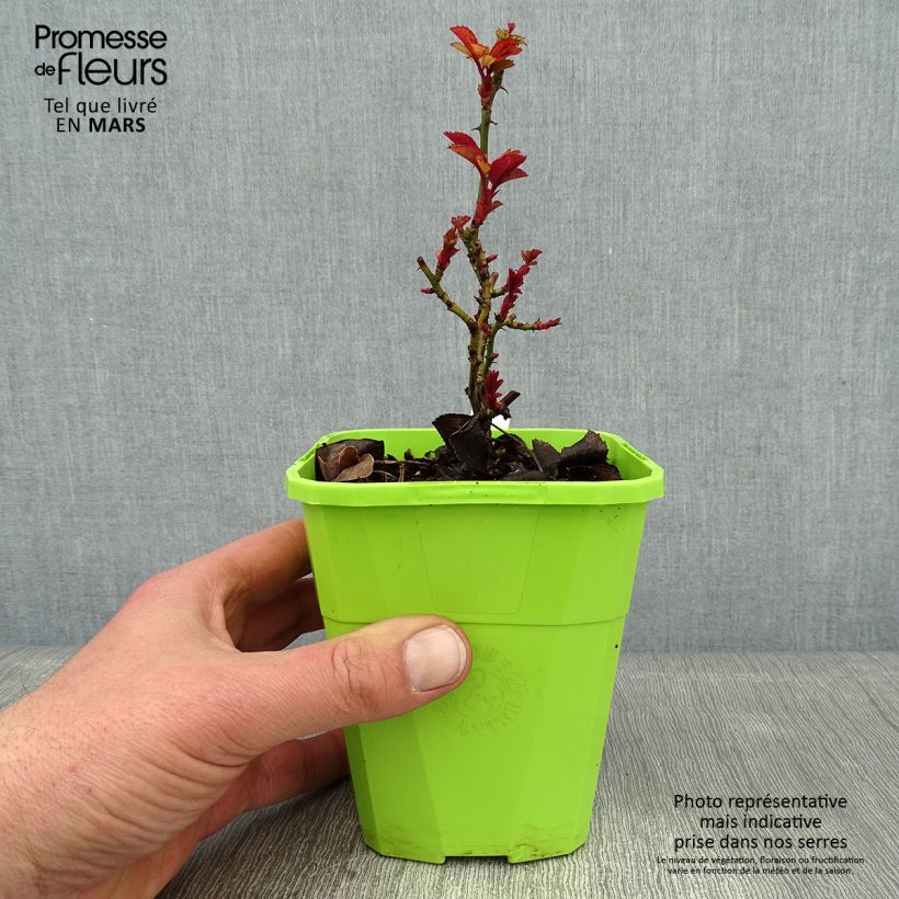 Example of Rosa Florentina - Klimroos Pot van 4 l/5 l as you get in hiver