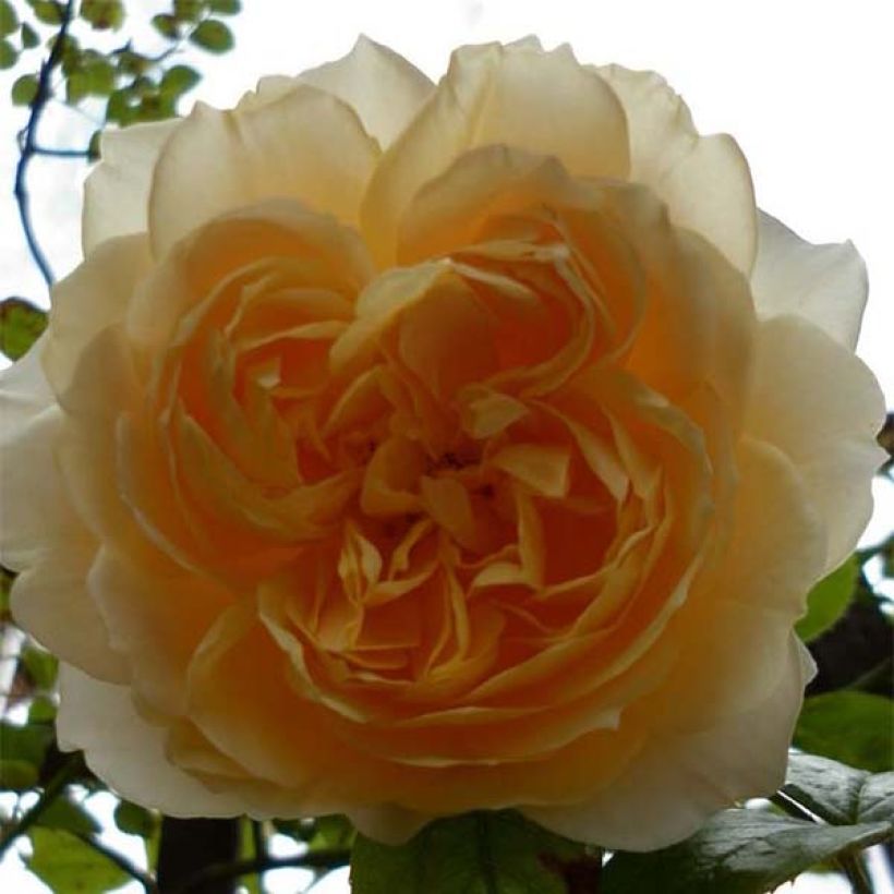 Rosa Ginger Syllabub - Klimroos (Bloei)