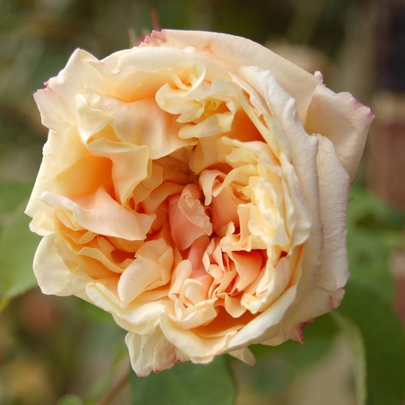 Rosa Gloire de Dijon - Grootbloemige Klimroos (Bloei)