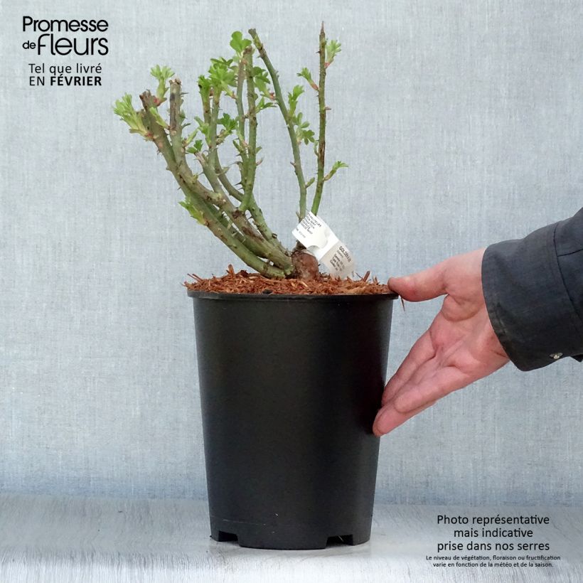 Example of Rosa Golden Age - Klimroos Pot van 4 l/5 l as you get in hiver