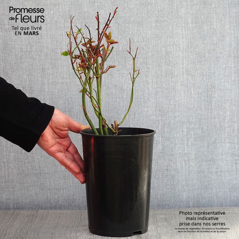 Example of Rosier grimpant Golden Showers Pot van 4 l/5 l as you get in hiver