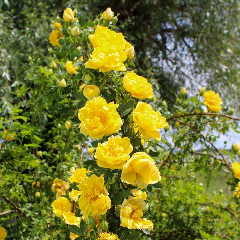 Rosa Golden Showers - Grootbloemige Klimroos (Plant habit)