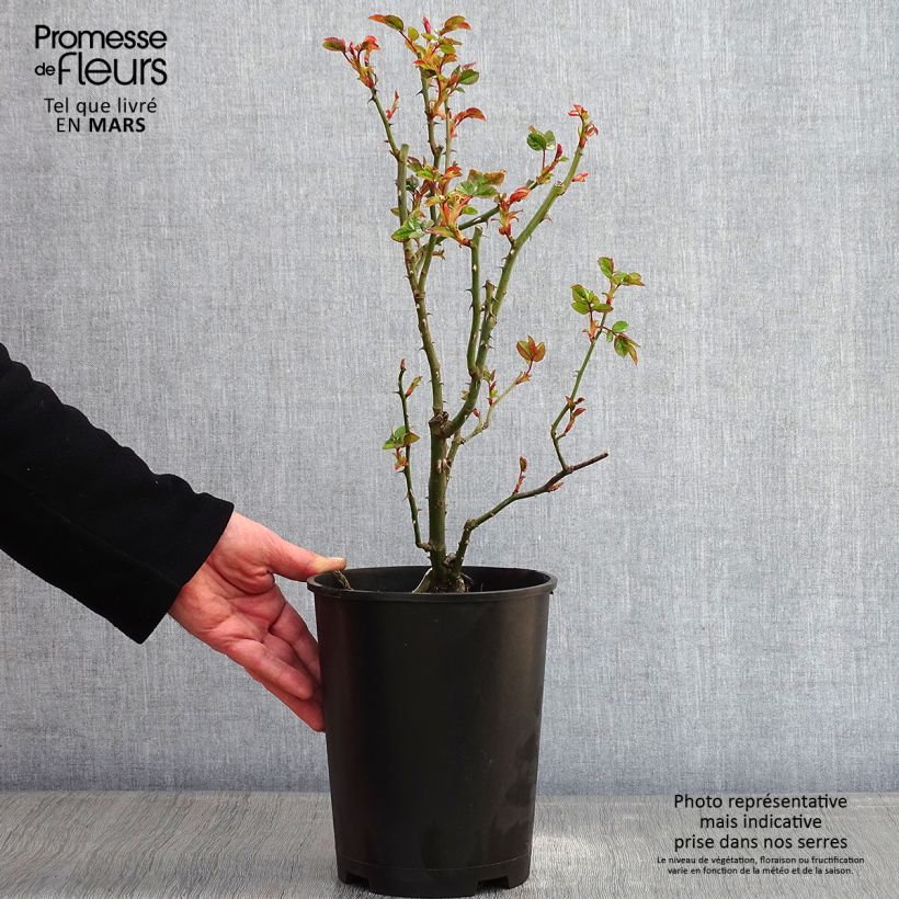 Example of Rosa Goldfassade - Klimroos Goldfassade Pot van 4 l/5 l as you get in hiver