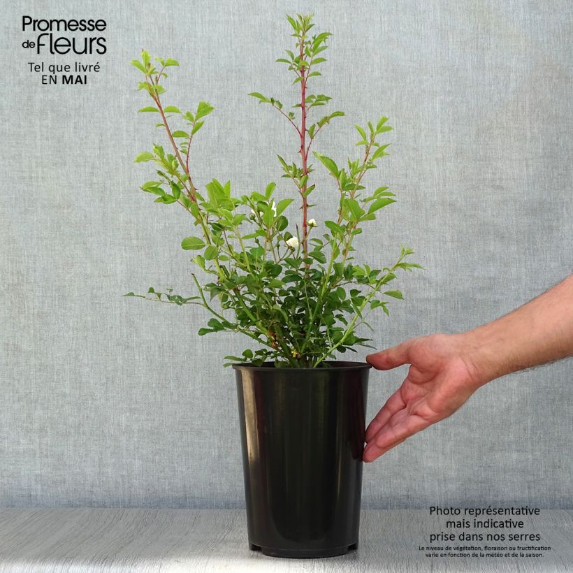 Exemplaar van Rosa Guirlande d'Amour - Doorbloeiende Klimroos Pot van 4 l/5 l zoals geleverd in de lente