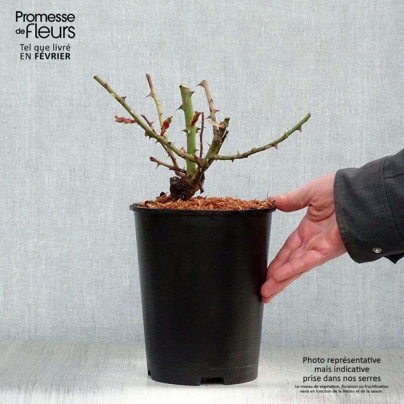 Example of Rosa Fourth of July - Klimroos Pot van 4 l/5 l as you get in hiver