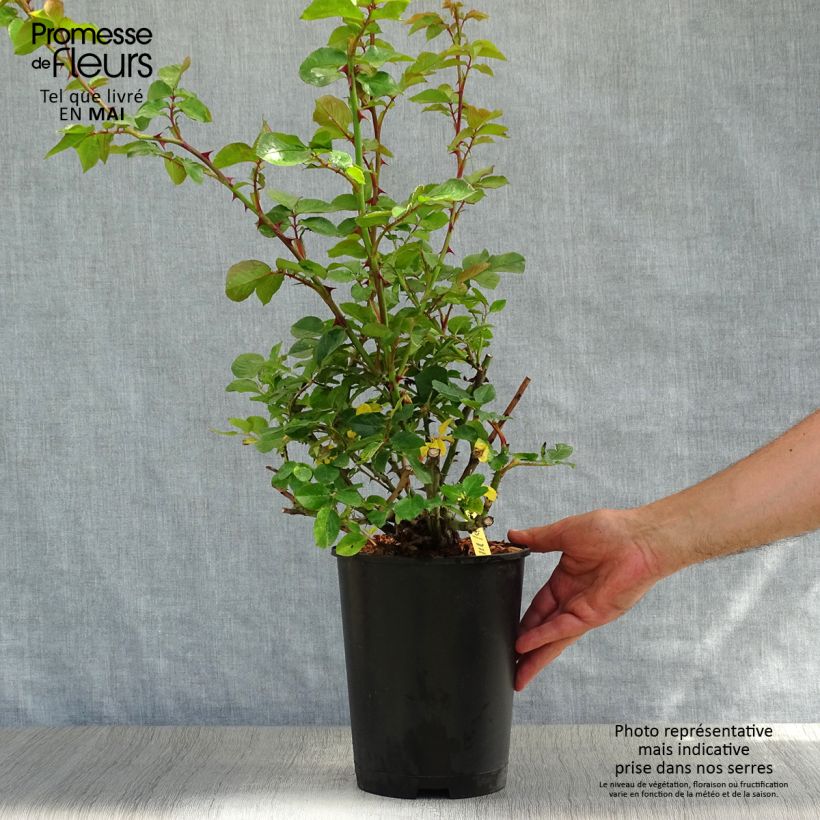 Exemplaar van Rosa Fourth of July - Klimroos Pot van 4 l/5 l zoals geleverd in de lente