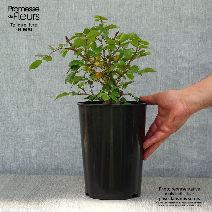 Exemplaar van Rosa Laguna - Doorbloeiende Klimroos Pot van 4 l/5 l zoals geleverd in de lente