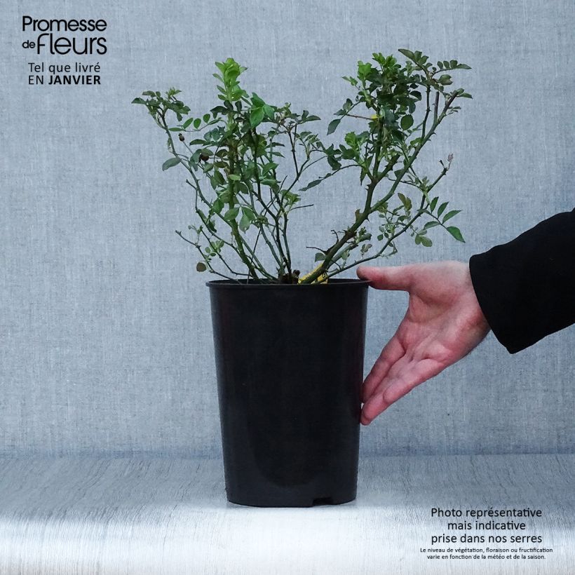 Example of Rosier grimpant Libertas Pot van 4 l/5 l as you get in hiver