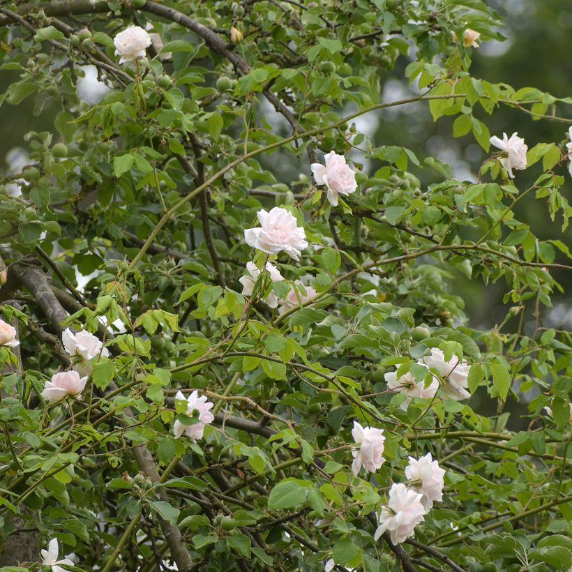 Rosa Madame Alfred Carrière - Klimroos (Plant habit)