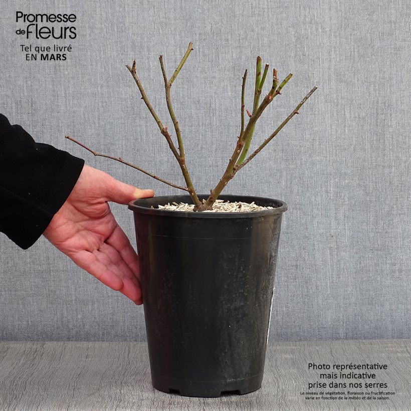 Example of Rosier grimpant Madame Alfred Carrière Pot van 4 l/5 l as you get in hiver