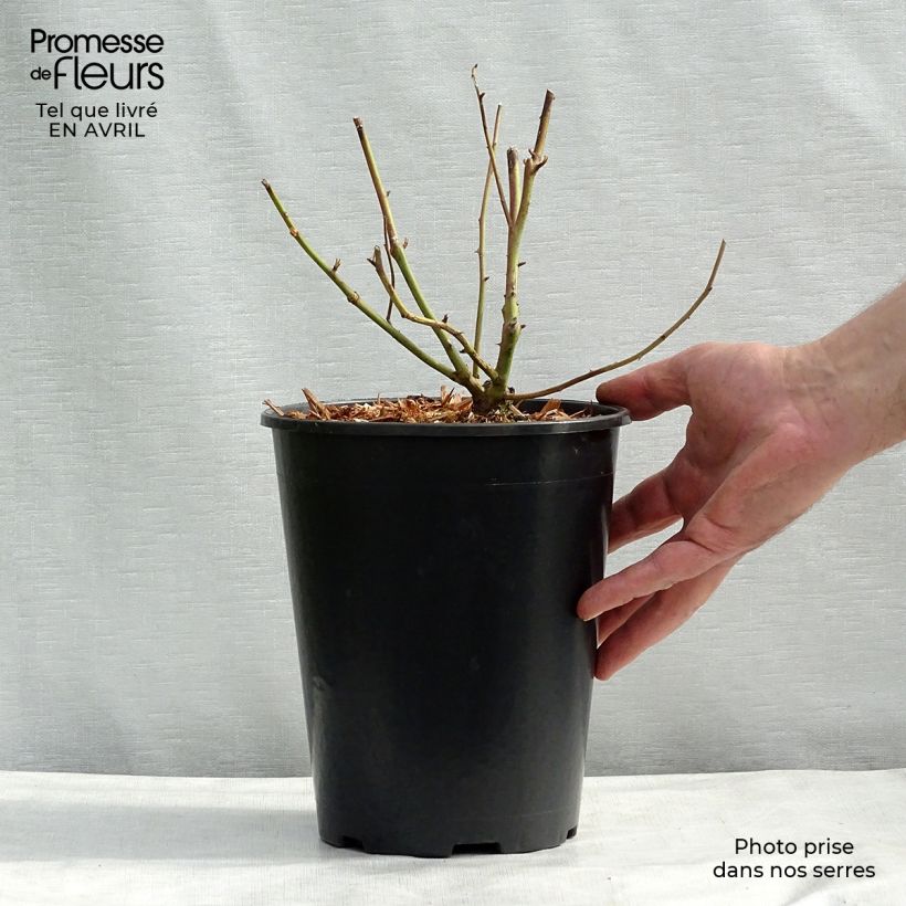 Exemplaar van Rosa Madame Alfred Carrière - Klimroos Pot van 4 l/5 l zoals geleverd in de lente