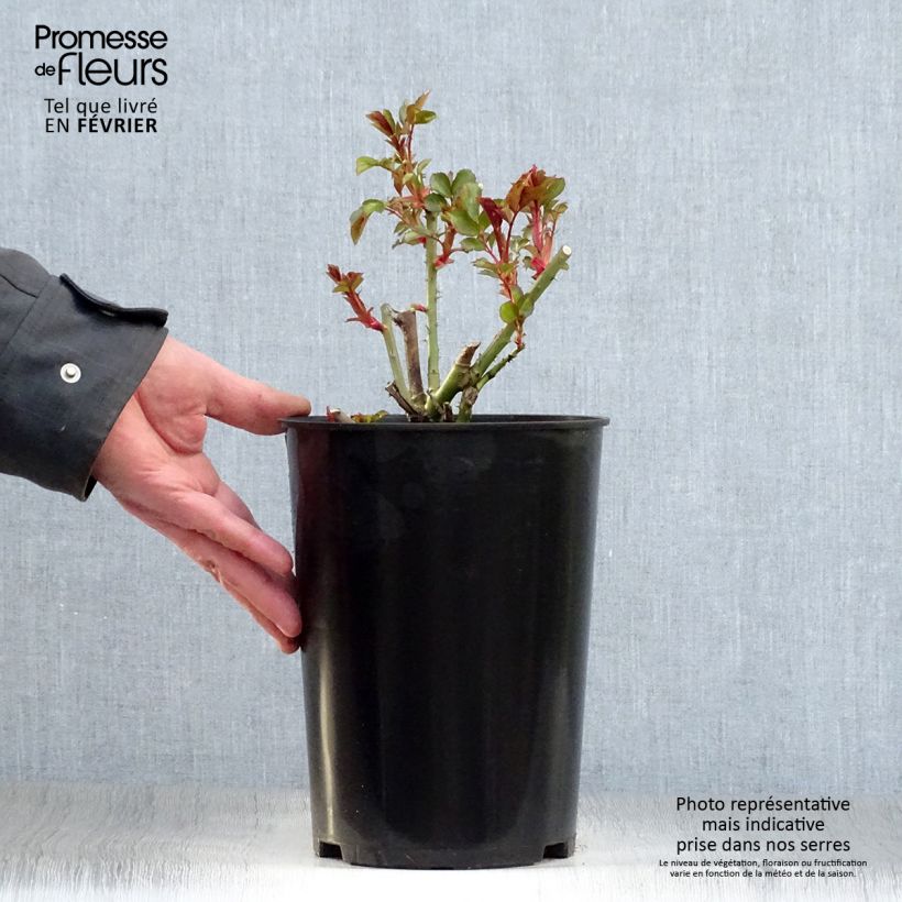 Example of Rosa Mini Eden Rose - Klimroos Pot van 4 l/5 l as you get in hiver