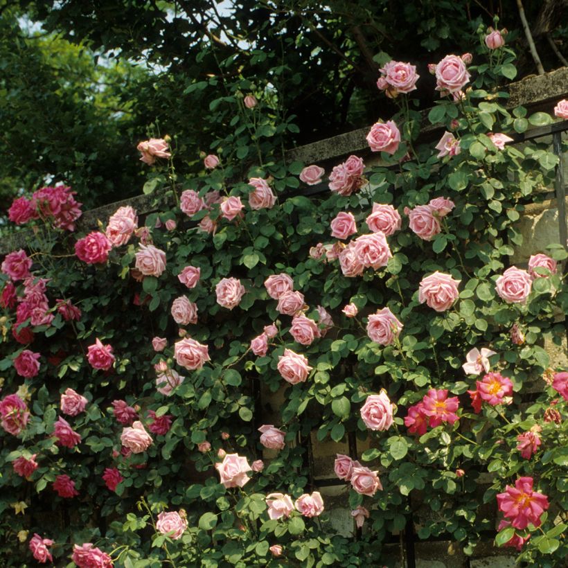Rosa Madame Caroline Testout - Klimroos (Plant habit)