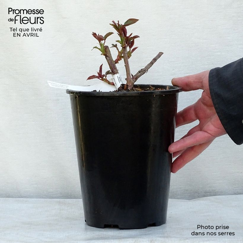Example of Rosier grimpant Nahéma Pot van 3 l/4 l as you get in printemps