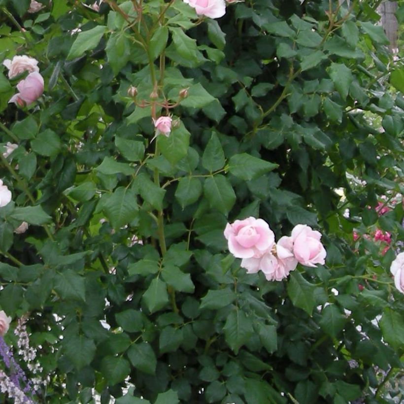 Rosa Nahéma - Doorbloeiende Klimroos (Foliage)