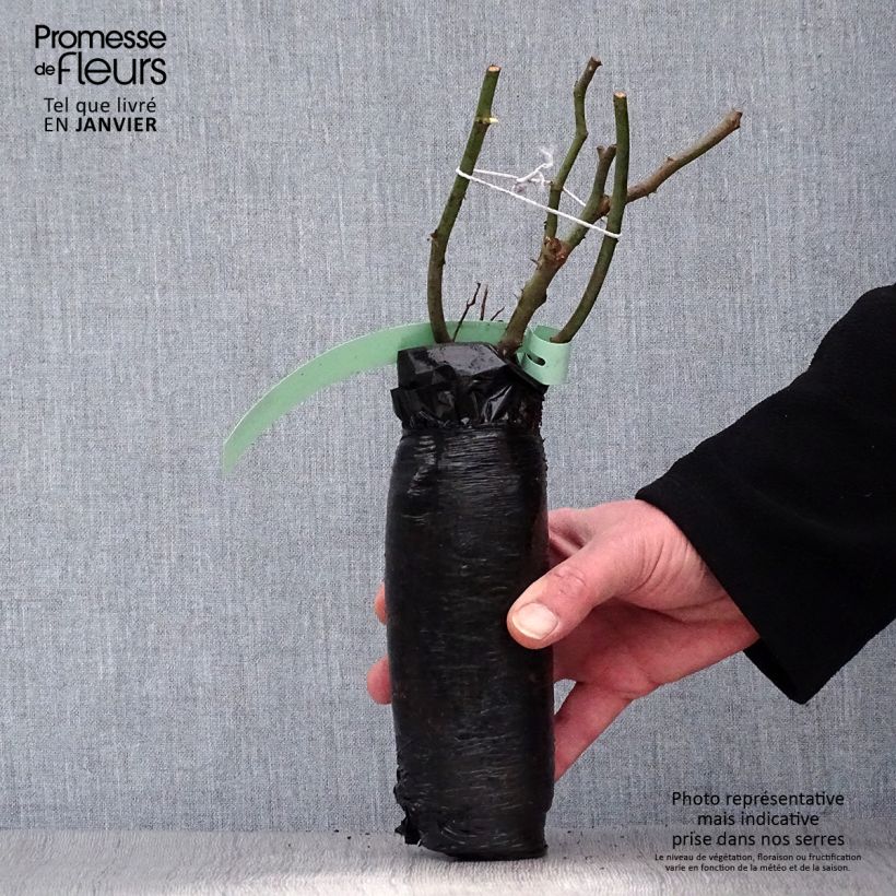 Exemplaar van Rosa Orange Climber - Klimroos In kluit zoals geleverd in de winter