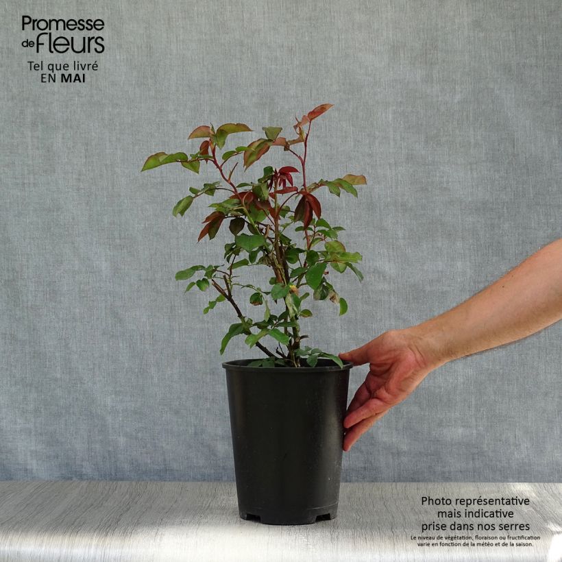 Exemplaar van Rosa Orange Climber - Klimroos Pot van 4 l/5 l zoals geleverd in de lente