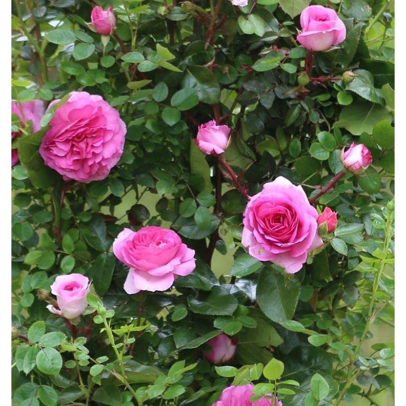 Rosa Ozeana - Klimroos (Flowering)