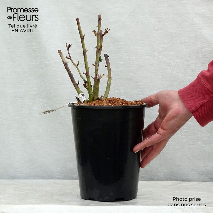 Exemplaar van Rosa Papi Delbard - Doorbloeiende Klimroos Pot van 3 l/4 l zoals geleverd in de lente