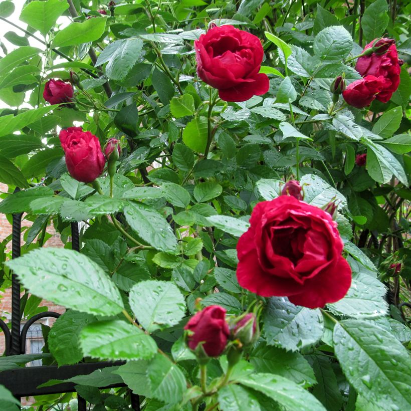 Rosa Paul's Scarlet Climber - Klimroos (Blad)
