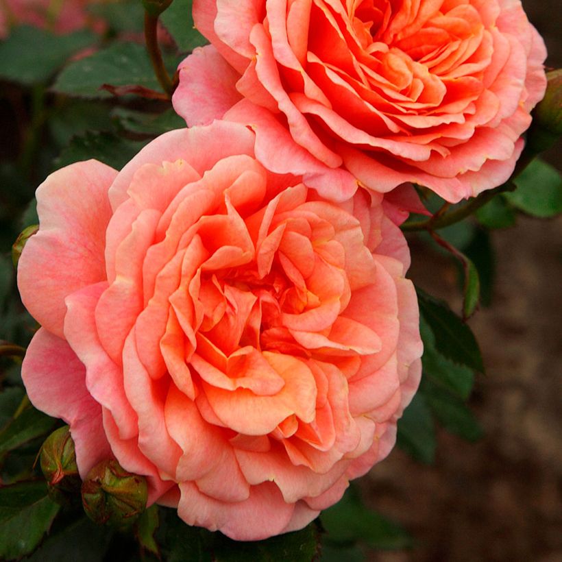 Rosa Peach Melba - Klimroos (Bloei)