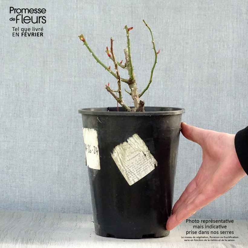Example of Rosier grimpant Penny Lane Pot van 4 l/5 l as you get in hiver