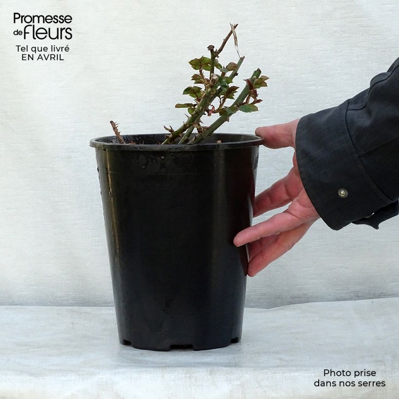 Exemplaar van Rosa Penny Lane - Grootbloemige Klimroos Pot van 4 l/5 l zoals geleverd in de lente