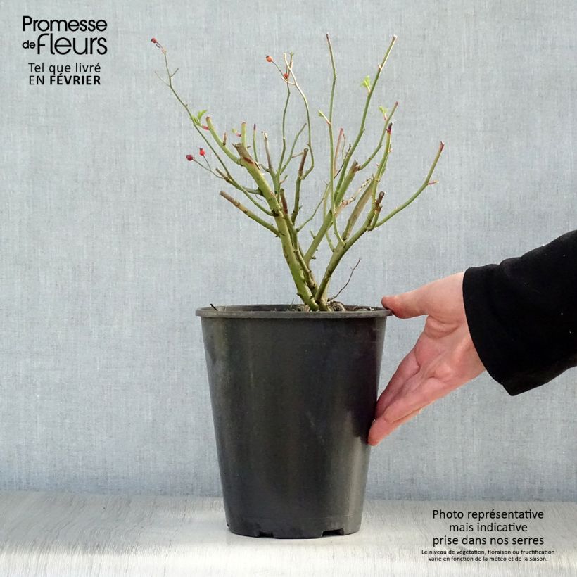 Example of Rosier grimpant Perennial Blue Pot van 4 l/5 l as you get in hiver