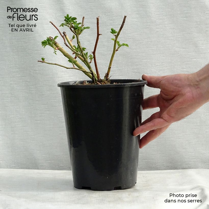 Exemplaar van Rosa Perennial Blue - Klimroos Pot van 4 l/5 l zoals geleverd in de lente