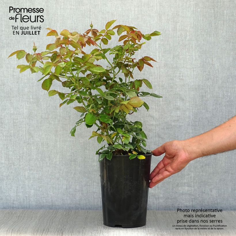 Exemplaar van Rosa Pierre de Ronsard - Klimroos Pot van 4 l/5 l zoals geleverd in de zomer