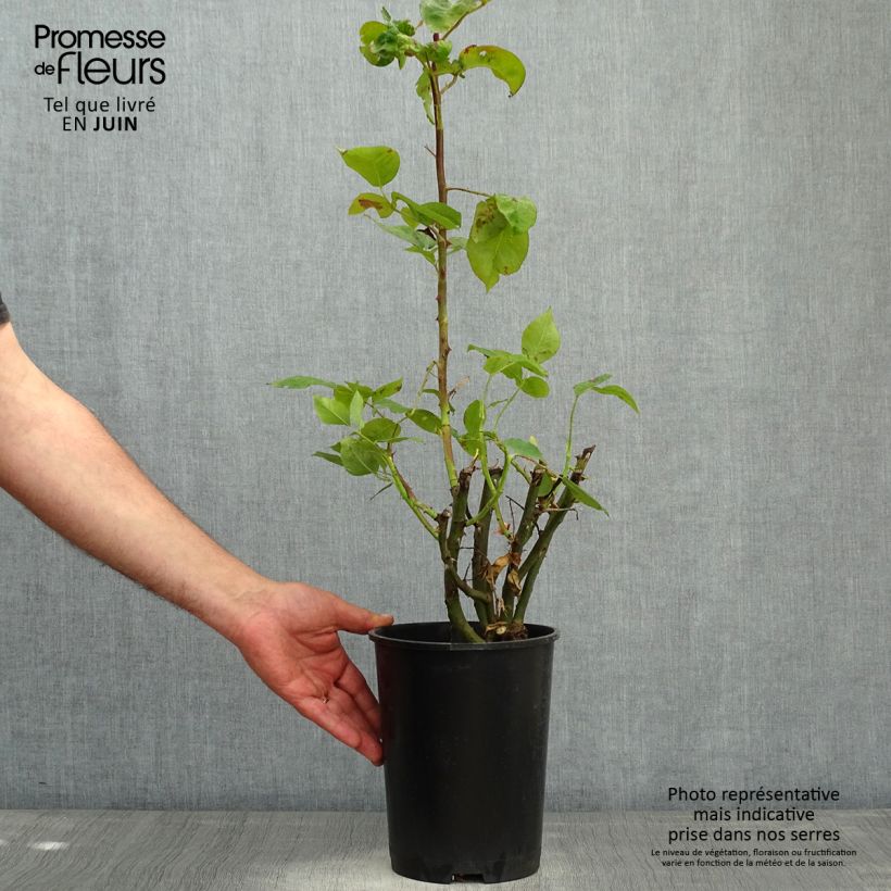 Example of Rosier grimpant Pirate Pot van 4 l/5 l as you get in printemps