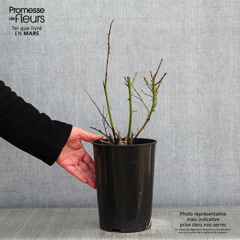 Example of Rosa Polka - Grootbloemige Klimroos Pot van 4 l/5 l as you get in hiver