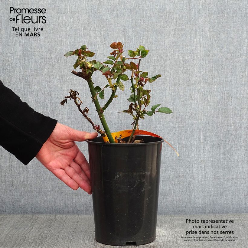 Example of Rosa Red Eden Rose - Klimroos Pot van 4 l/5 l as you get in hiver