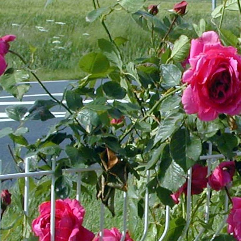 Rosa King of Siam - Grootbloemige Klimroos (Blad)