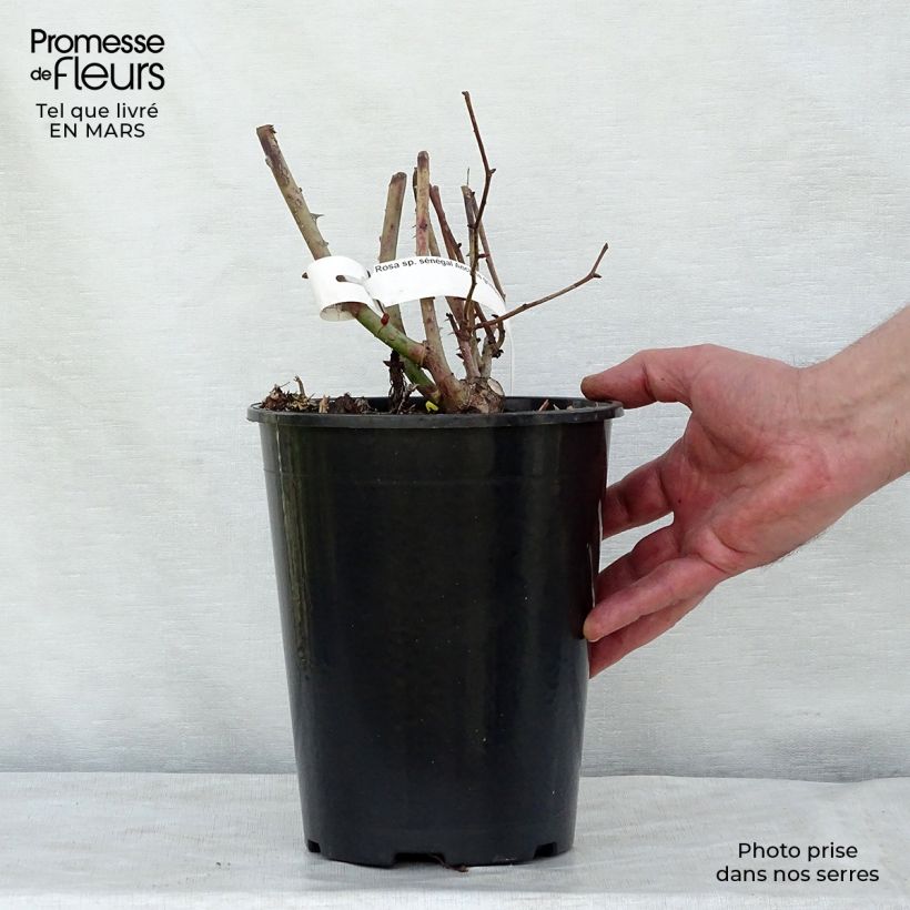 Example of Rosa Sénégal - Grootbloemige Klimroos Pot van 4 l/5 l as you get in hiver