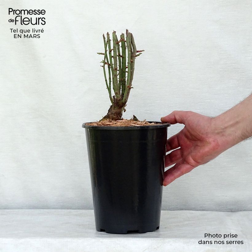 Exemplaar van Rosa Seven Sisters - Klimroos Pot van 4 l/5 l zoals geleverd in de lente