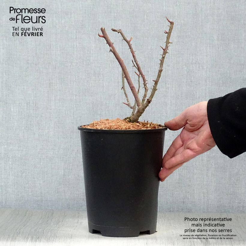 Example of Rosier grimpant Shining Beauty Pot van 4 l/5 l as you get in hiver