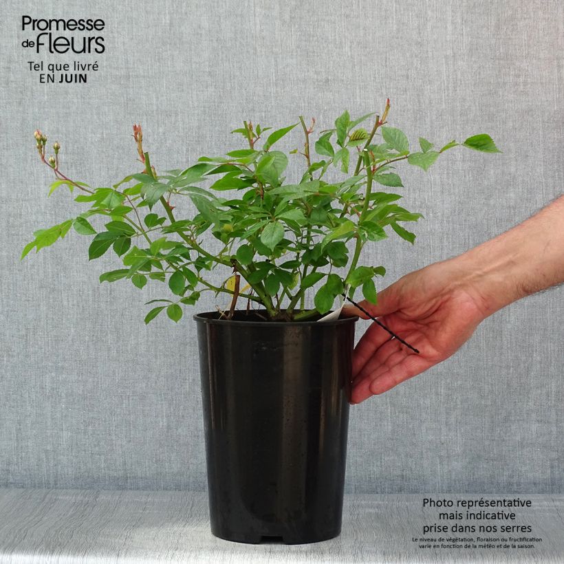 Exemplaar van Rosa Lavender Siluetta - Klimroos Pot van 4 l/5 l zoals geleverd in de lente