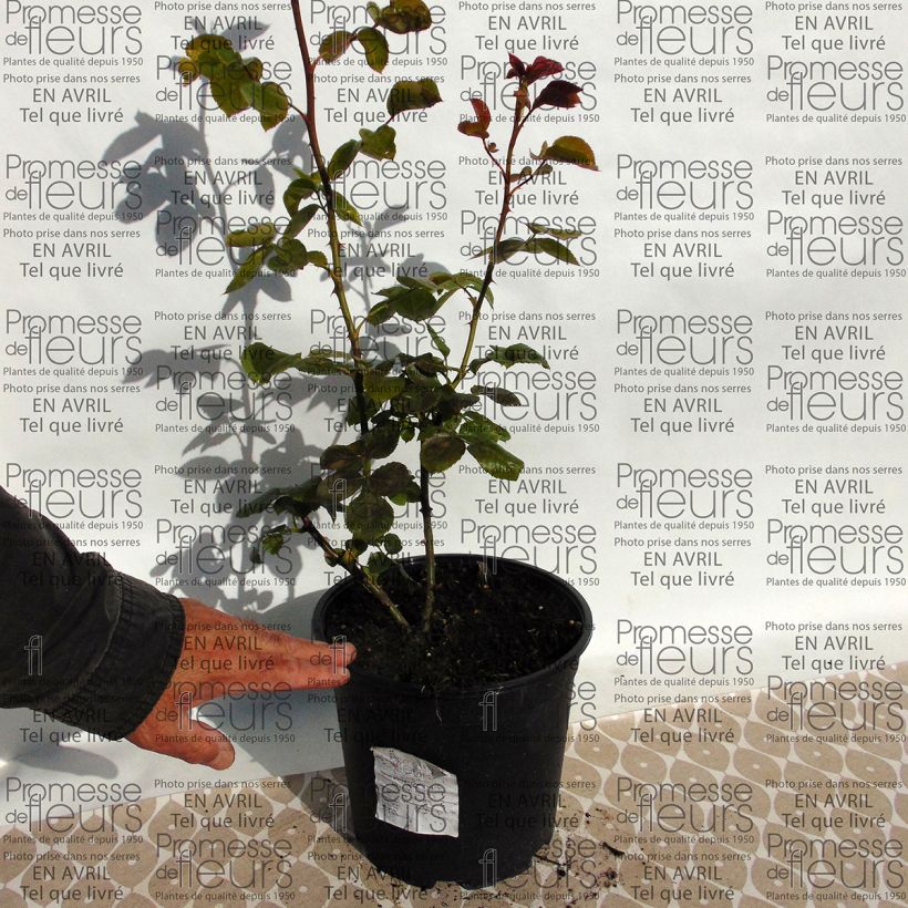 Voorbeeld van een exemplaar van Rosa Times Past - Grootbloemige Klimroos Pot van 4 l/5 l zoals geleverd