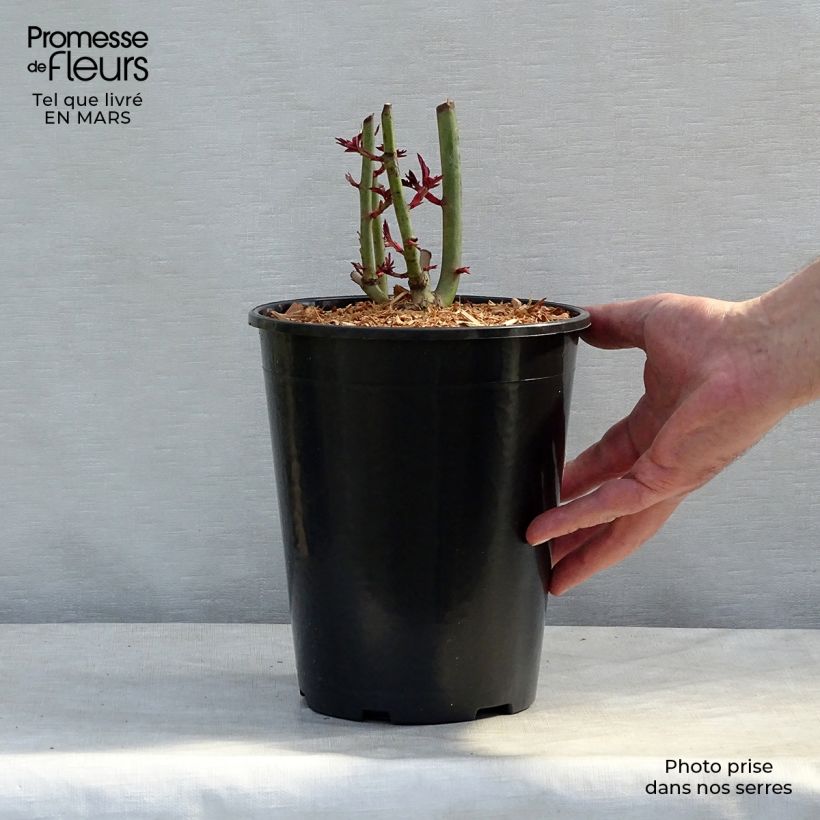 Exemplaar van Rosa Treasure Trove - Klimroos Pot van 4 l/5 l zoals geleverd in de lente