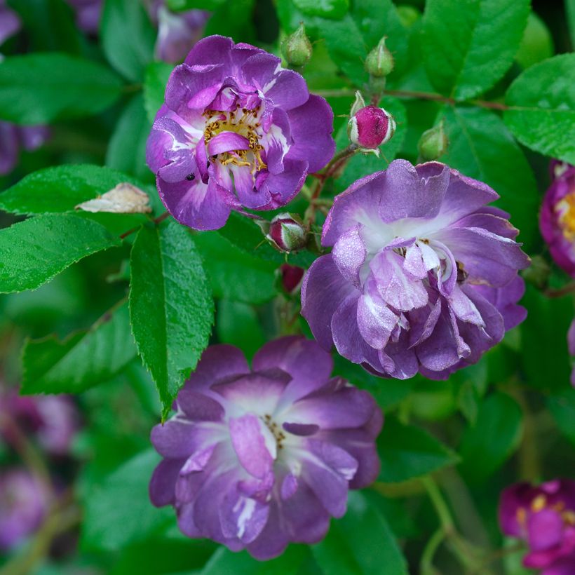 Rosa Veilchenblau - Klimroos (Flowering)