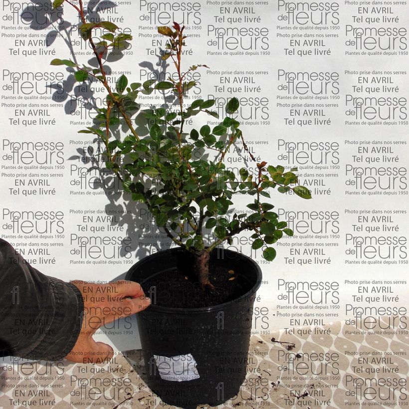 Voorbeeld van een exemplaar van Rosa Valse - Klimroos Pot van 4 l/5 l zoals geleverd
