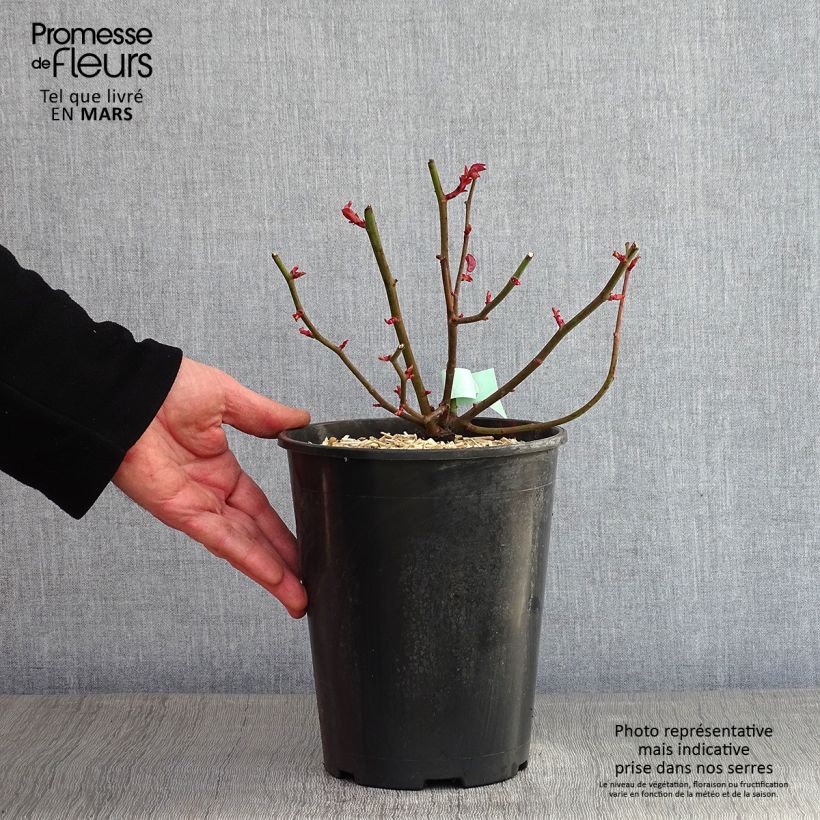 Example of Rosa Zephirine Drouhin - Doorbloeiende Klimroos Pot van 4 l/5 l as you get in hiver