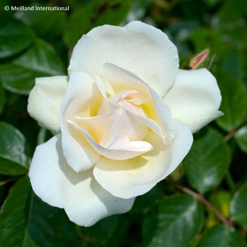 Rosa Looping - Ramblerroos (Bloei)