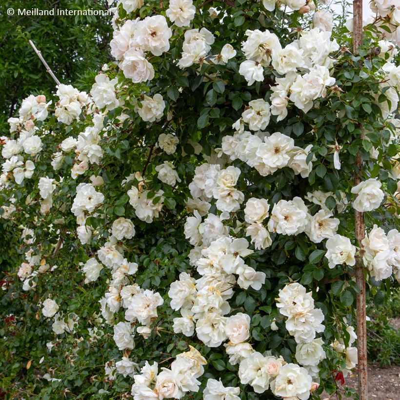 Rosa Looping - Ramblerroos (Groeiplaats)