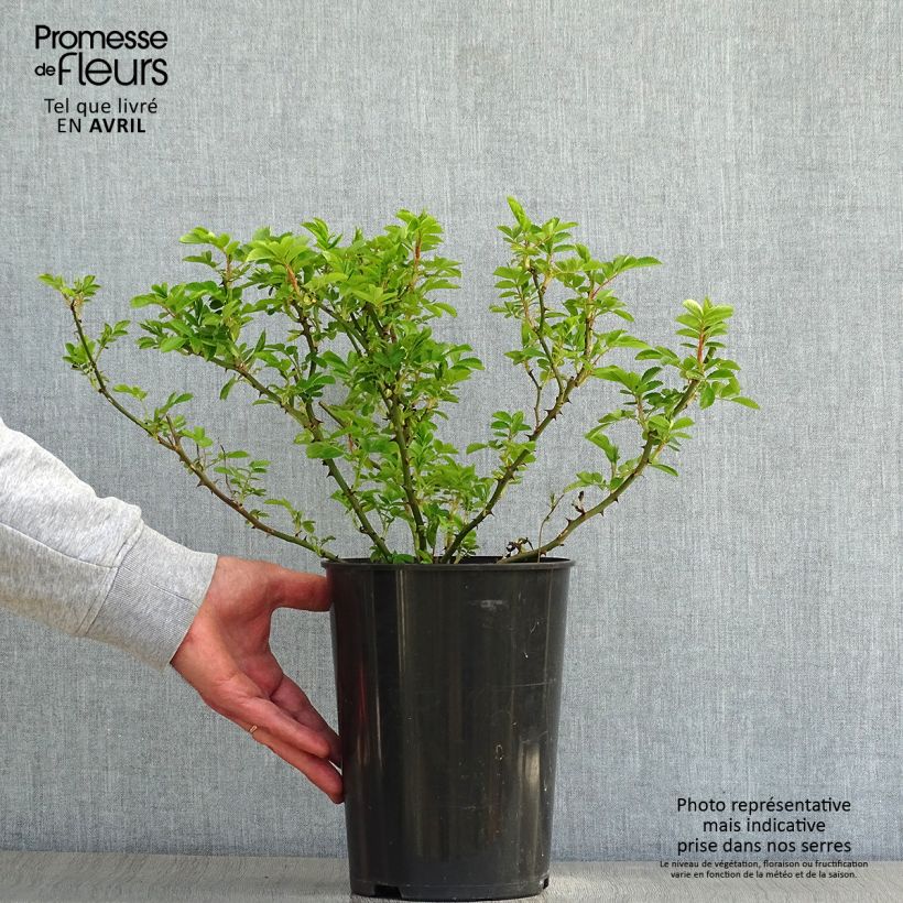 Exemplaar van Rosa Blush Rambler - Historische klimroos Pot van 4 l/5 l zoals geleverd in de lente