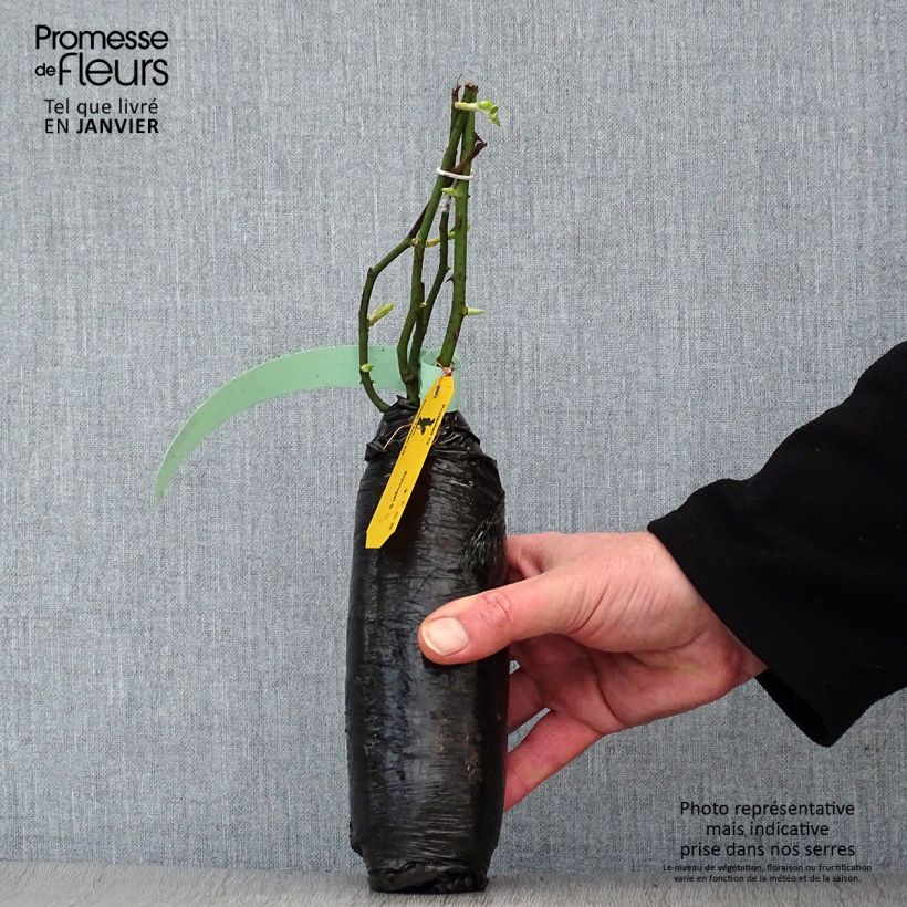 Example of Rosier liane Francis E Lester In kluit as you get in hiver