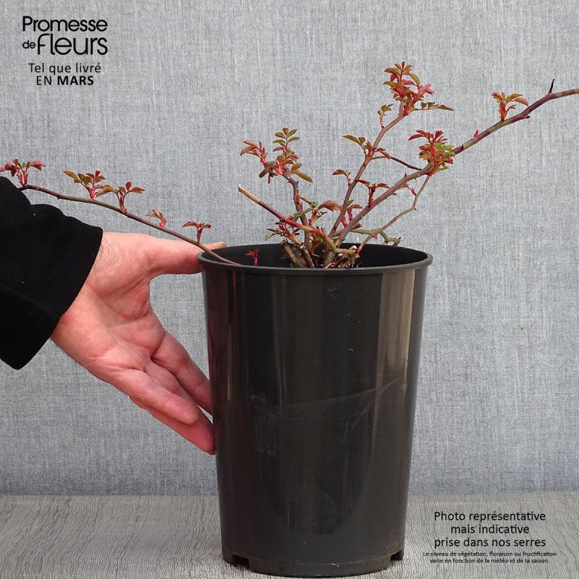 Example of Rosier liane François Juranville Pot van 4 l/5 l as you get in hiver